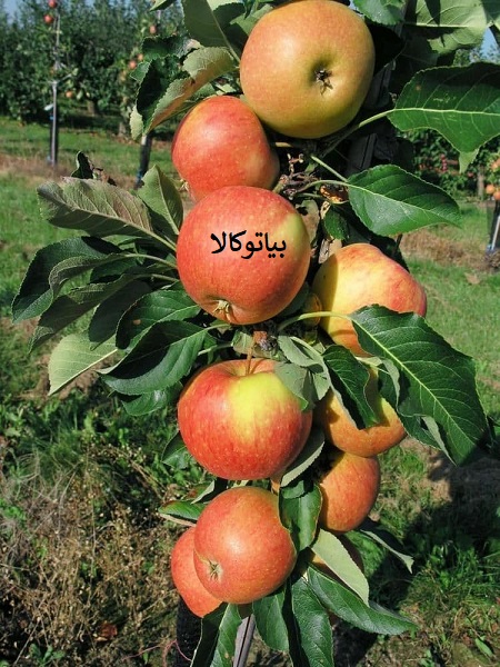 کاشت درخت سیب در مشهد